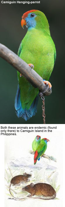 Camiguin Hanging Parrot