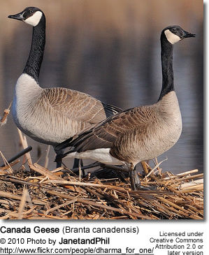 canada goose branta canadensis 80