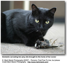 Cat Predator
