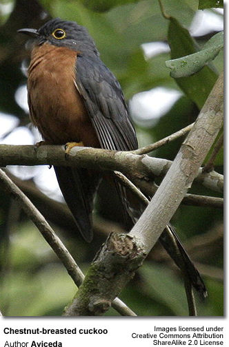 Chestnut-breasted Cuckoo