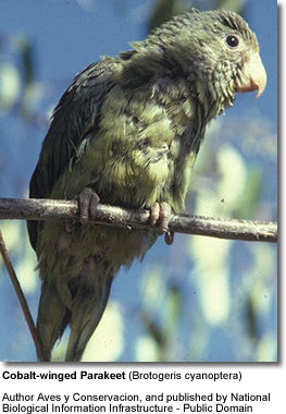 Cobalt-wing Parakeet