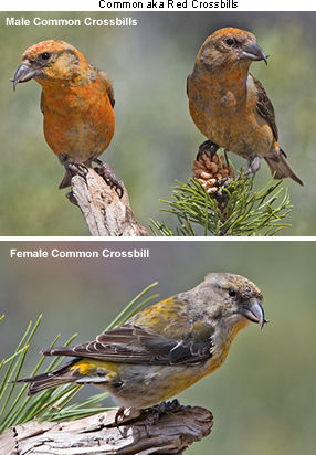 Common / Red Crossbills