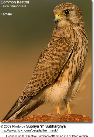 Common Kestrel (Falco tinnunculus) - Female