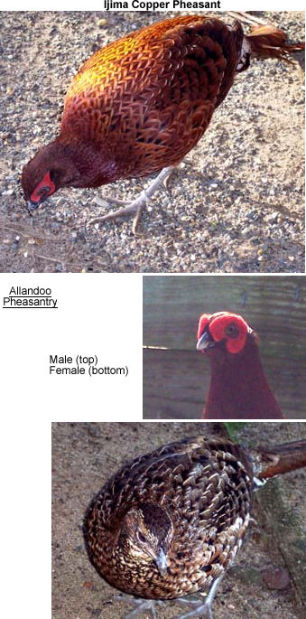 Copper Pheasant