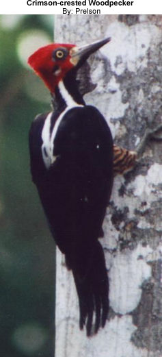Woodpecker