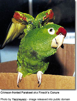 Finsch's Conure