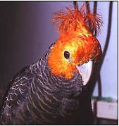 Gang Gang Cockatoo