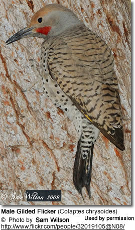 Gilded Flicker by Nest