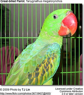 Great-billed Parrot, Tanygnathus megalorynchos