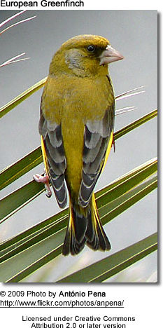 European Green Finch