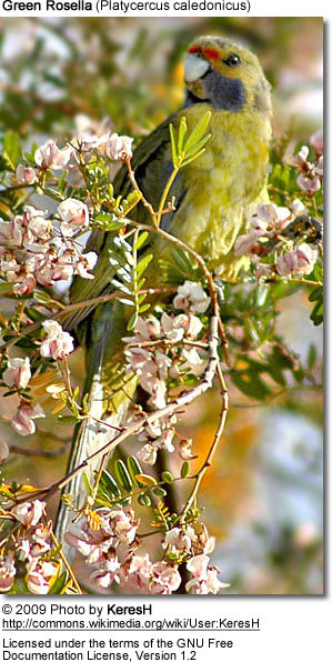 Green Rosella