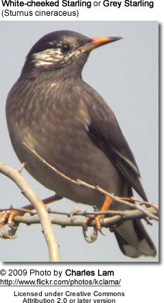 Grey Starling