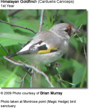 Himalayan Goldfinch