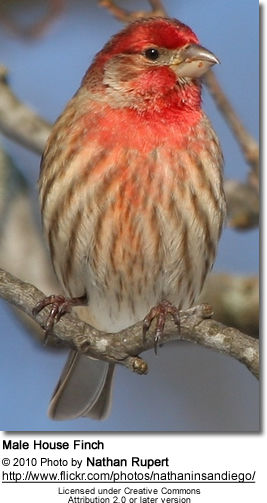 Male
Housefinch