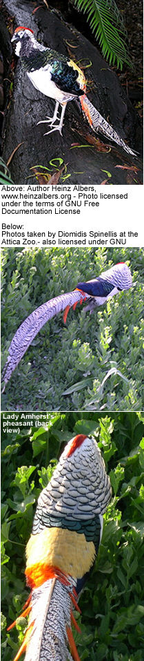 Lady Amherst's Pheasants