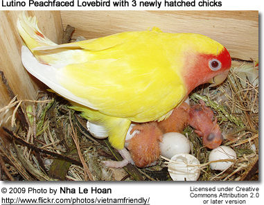 Breeding Lovebirds Beauty Of Birds