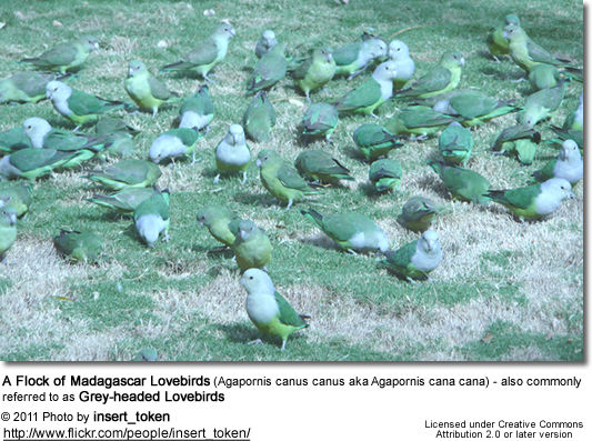 A Flock of Madagascar Lovebirds