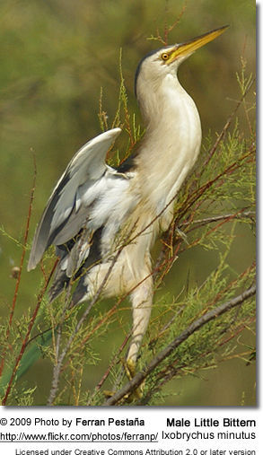 Male Little Bittern