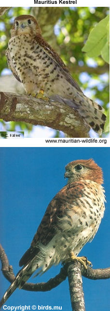Mauritius Kestrels