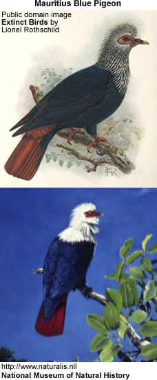 Mauritius Blue Pigeon