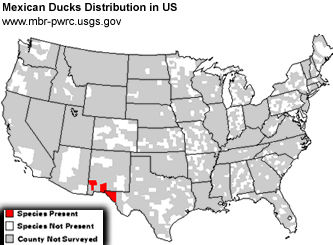 Mexican Duck