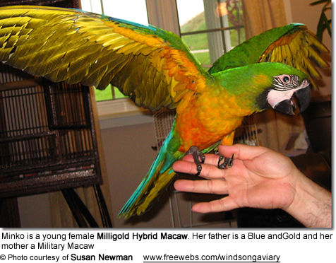 milligold hybrid macaw