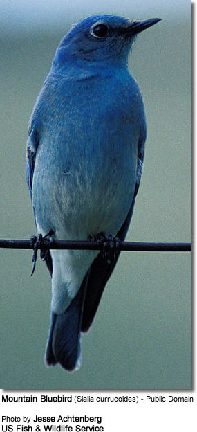 Mountain Bluebird (Sialia currucoides) 