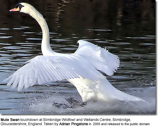 Mute Swan touchdown at Slimbridge Wildfowl and Wetlands Centre, Slimbridge