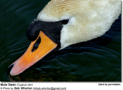 Mute Swan (Cygnus olor) 