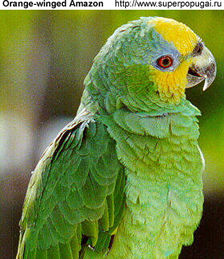 Orange-winged Amazon
