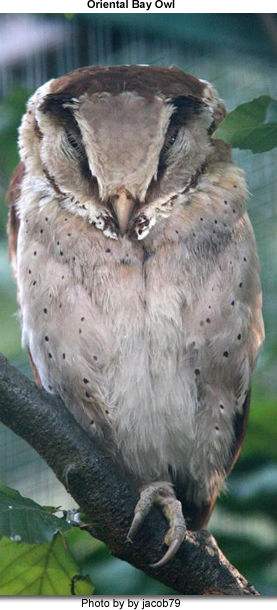 Oriental Bay Owl
