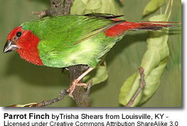 Parrot Finch
