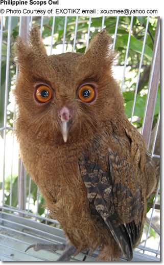 Philippine Scops Owl