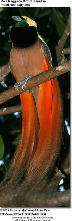 Raggiana Bird of Paradise