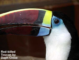 Red-billed Toucan