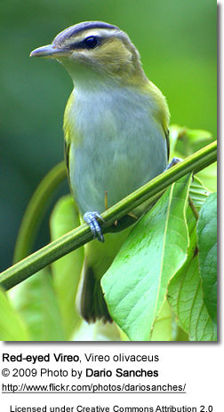 Red-eyed Vireo