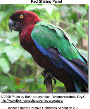 Red-shining Parrot
