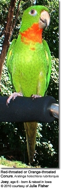 Red-throated Parakeet or Red-throated or Orange-throated Conure (Aratinga holochlora rubritorquis)