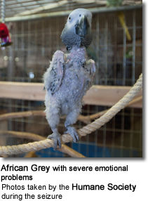 Rescued African Grey