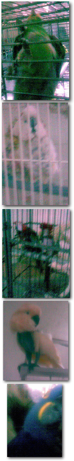 The Reality: Discarded, Neglected and Forgotten Rescues.