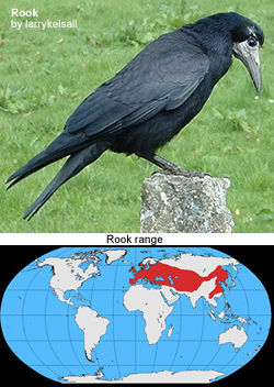Rook
