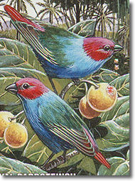 Royal Parrotfinch