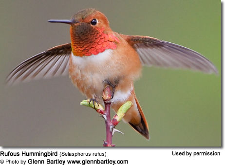 Rufous Hummingbird (Selasphorus rufus) - 