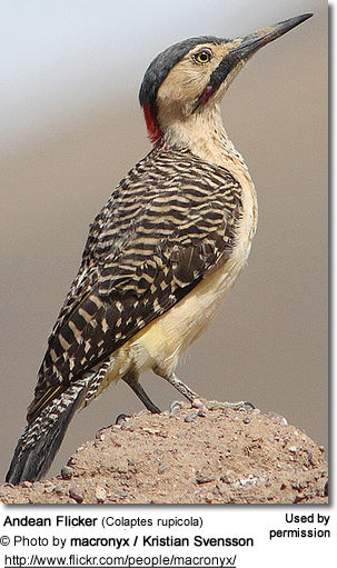 Andea Flicker (Colaptes rupicola)