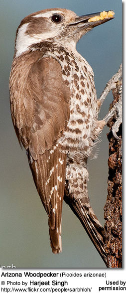 Arizona Woodpecker (Picoides arizonae)