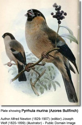 Plate showing Pyrrhula murina (Azores Bullfinch)