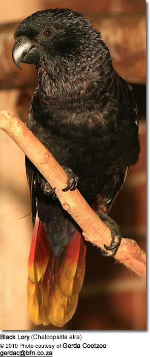 weduwnaar Blazen schoorsteen Black Lories | Beauty of Birds