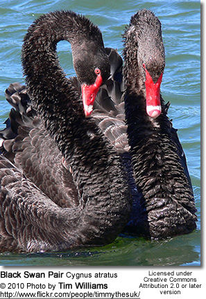 Swan Breeding Profile: Pairing, Incubation, Nesting / Raising of Young | Beauty Birds