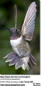 Black-chinned
Hummingbird