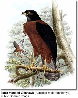 Black-mantled Goshawk (Accipiter melanochlamys)
